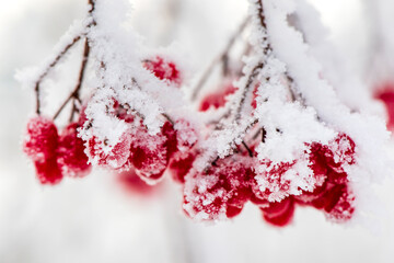 frozen red berries with hoarfrost at cold winter day