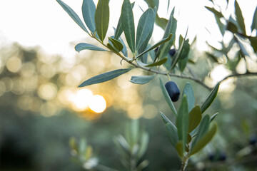 Details of uncultivated olives on the branches, in the background the warm sunlight creates an...