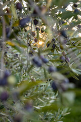 Details of uncultivated olives on the branches, in the background the warm sunlight creates an enveloping blur.