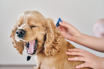 the dog is treated with a flea remedy. The dog is dripped on the withers with a parasite remedy
