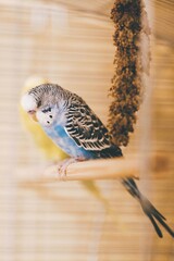 Blauer Wellensittich sitzt mit gebeugtem Kopf auf seiner Holzstange