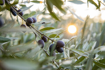 Details of uncultivated olives on the branches, in the background the warm sunlight creates an enveloping blur.