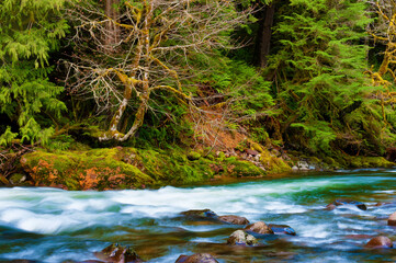Fototapeta na wymiar Mt. Hood National Forest Salmon River