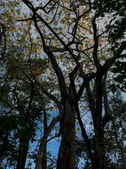 trees and sky