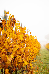 the colors of autumn in the countryside and in the vineyards , symmetrical crops into the fog