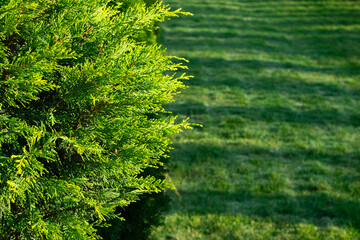 Fir tree in the park in spring. Spring park.