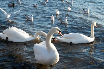 Swans on the seashore. Seagulls and swans swim on the ocean coast.