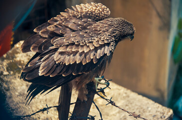 Beautiful portrait of an Indian black kite bird, sitting on barbed wire of a building wall, with wings fluffing up. Shot in West Bengal, India.