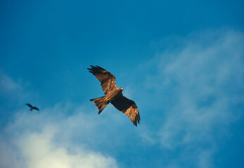 Indian black kite bird flying in blue sky.  Shot in West Bengal, India.