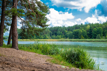 Beautiful natural scenery of river in forest. Landscape with coniferous woods and river. Wonderful scene of forest river in summer with pine trees. Bright summer morning by the riverside