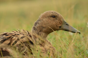 Pato