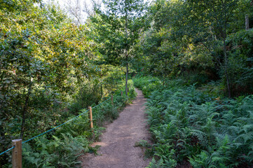 Fototapeta na wymiar Hiking path in the middle of a dense oak forest.