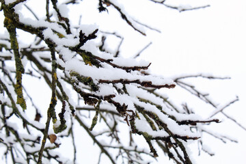 Fototapeta na wymiar photography of snow lying on a tree branch, background image