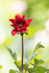 Red flower on a summer day - 399586303