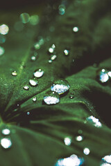 water drops on green leaves - 399586358