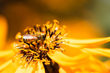 honey bee on orange flower - 399586513