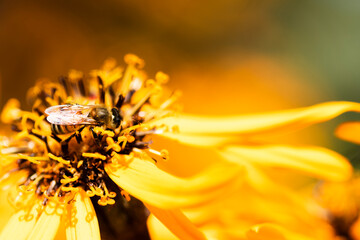 honey bee on orange flower - 399586534
