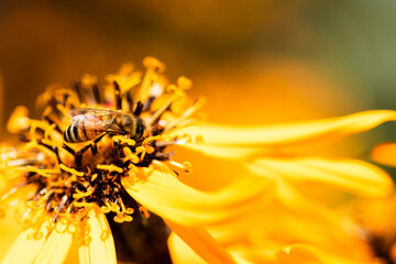 honey bee on orange flower - 399586574