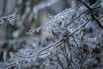 
Tree branches covered with ice after an ice rain.