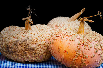 Closeup of light orange gnarly pumpkins
