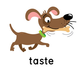 The dog carries a bone. One of five senses. Taste illustration