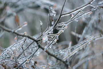 
Tree branches covered with ice after an ice rain.