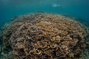 A fragile coral reef grows in Raja Ampat, Indonesia. This remote, tropical region is known as the heart of the Coral Triangle due to its incredibly high marine biodiversity.