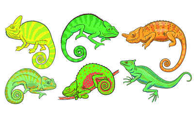 Hand drawn vector set of chameleons and basilisk isolated on white background. Stock illustration of colorful lizards.