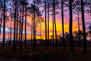 Colorful Sunrise Sky In Forest