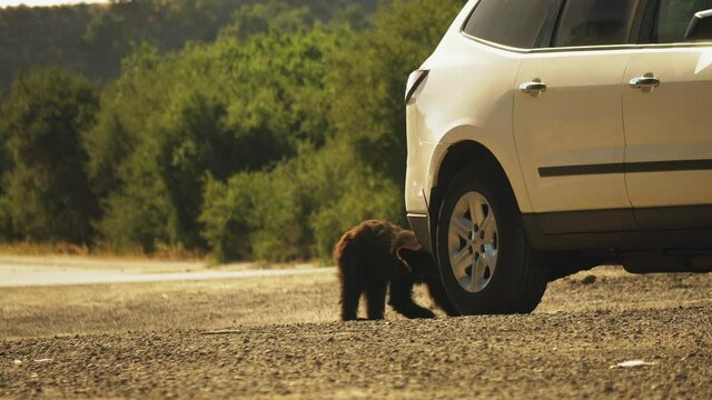 Deforestation Crisis Concept - Bear Cub Interaction with Cars on Road