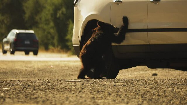Lost Bear Cub Wandering by Cars on California Highway. Climate Change Concept, Static Shot