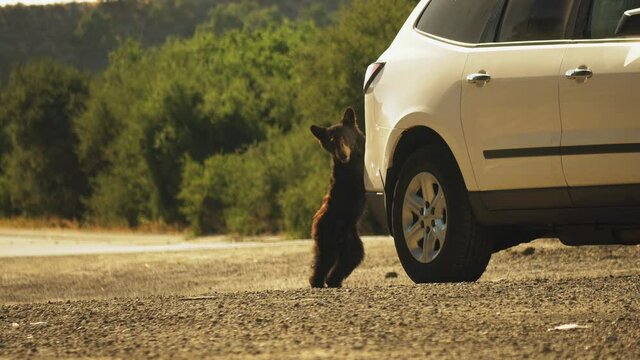 Curious Bear Cub Interaction with Human Vehicle on California Road, Static