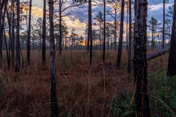 Sunrise Sky in Longleaf Pine Savanna