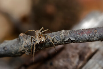 Close-up photo of a brown spider