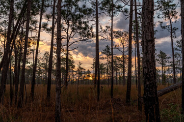 Sunrise Sky in Longleaf Pine Savanna Forest