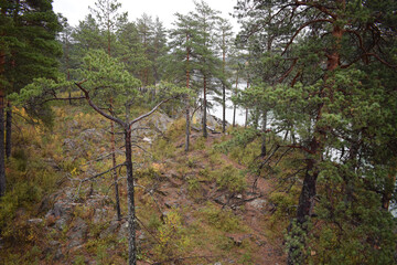 Obraz premium landscape with trees