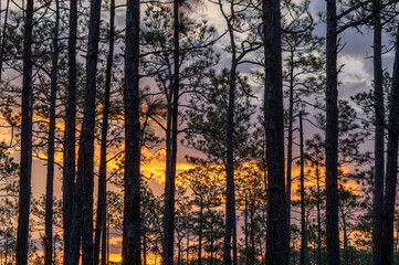 Sunrise Sky Through Trees