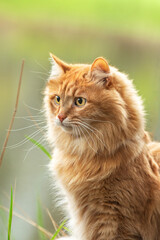 Naklejka na ściany i meble portrait red fur cat in green summer grass near river with sun glare in background