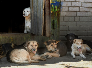 closeup portrait sad homeless abandoned colored three dogs outdoor
