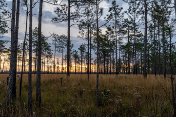 Cloudy Sunrise in Longleaf Pine Savanna