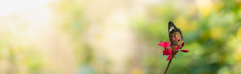 Nature view of beautiful orange butterfly on green nature blurred background in garden with copy space using as background insect, natural landscape, ecology, fresh cover page concept.