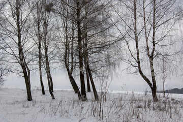 Winter landscape. Birch trees against the background of the evening gray-blue sky.