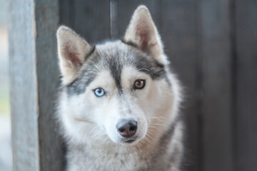 Obraz premium Purebred Husky dogs, originally from France