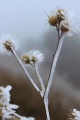 Cardos cubiertos de hielo. cencellada en ramas de cardo.