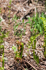 Fiddle Heads in forground