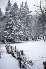Fir tree covered with snow with a fence just after a storm