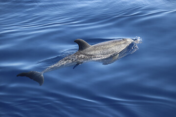 Naklejka premium Atlantic spotted dolphin (Stenella frontalis). Picture taken during a whale watching trip in the south of Tenerife, Spain