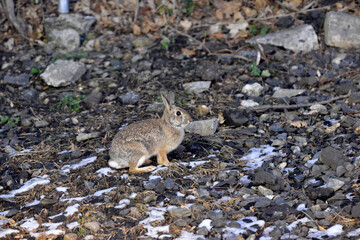 COTTON TAIL RABBIT