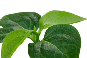 sprouted shoots of a fruit tree with the first two leaves, isolate on a white background