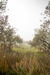 Road and countryside immersed in the autumn morning fog